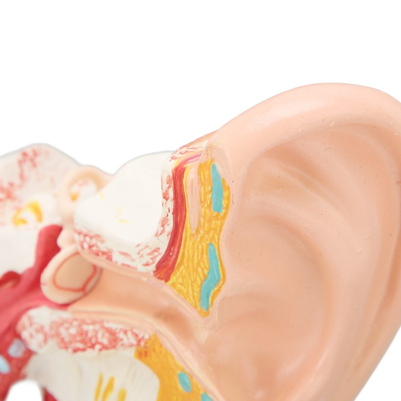 Human Ear Anatomical Model Clear Structure Simulation Inner Ear Model