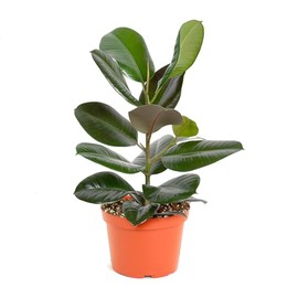 Shop Succulents Ficus Burgundy Rubber Tree, Live Indoor Floor Plant, Trendy Living Room or Office Decor, Tropical Houseplant Potted in Soil with Grower Pot, Garden and New Home Gift, 2-3 Feet Tall