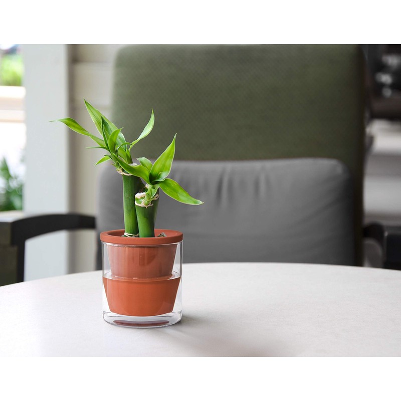 D'vine Dev 4 Inch Design Self Watering Pot for Indoor