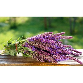RAISE ME UP: Seeds Sage (Salvia Officinalis) Non GMO Heirloom