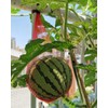 80 Pack Watermelon Nets, 20 Inches Reusable Cantaloupes Mesh Net
