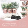 KOYAIRE Motivational Desk Plant Set of 3 - Rose Gold