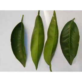 Generic Fresh, organic orange leaves. Grown in California. (30 leaves)