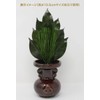 A&K Preserved Flowers, Kojin Pine Bunch, 4.7 x 0.8 x