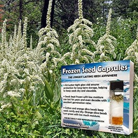 Corn Lily Seeds (Veratrum californicum) Packet of 10 Seeds