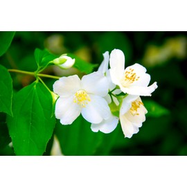 Floral Solid Perfume | All Natural, Phthalate-Free Fragrance | Long-Lasting, Highly Scented, Layerable Balm | Portable 1/4 oz Tin | Travel-Friendly (Jasmine)