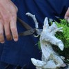 Wazakura Hand Forged Bonsai Concave Branch Cutter, Made in Japan