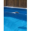 Floating Alligator Pool Thermometer