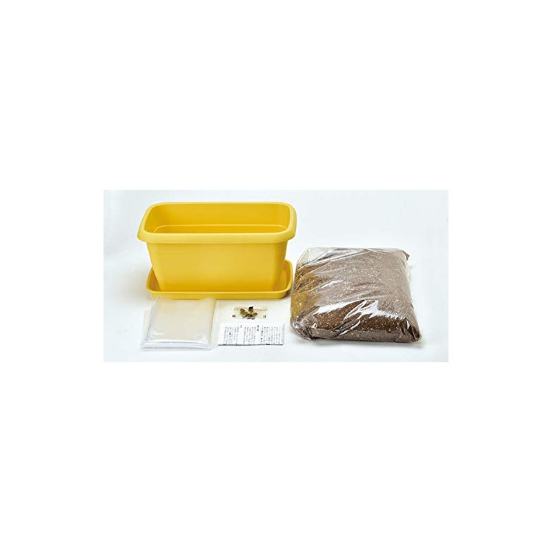 Seishin Pottery GD-93201 Enjoy Planter, Mini Sunflower Flower