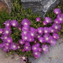 Outsidepride Ice Plant Table Mountain Ground Cover Plant Flower Seed - 1000 Seeds