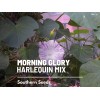 Southern Seeds Morning Glory, Harlequin Mix - 25 Seeds, Heirloom