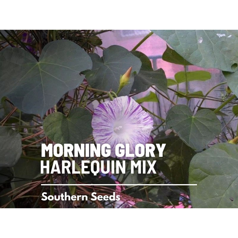 Southern Seeds Morning Glory, Harlequin Mix - 25 Seeds, Heirloom