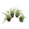 Three Assorted Spider Plants, 2.5 inch grower's Pot, Variegated Spider
