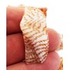 25 Turkey Wing Shells 1.5-2.5" Beach Arts & Crafts Coastal