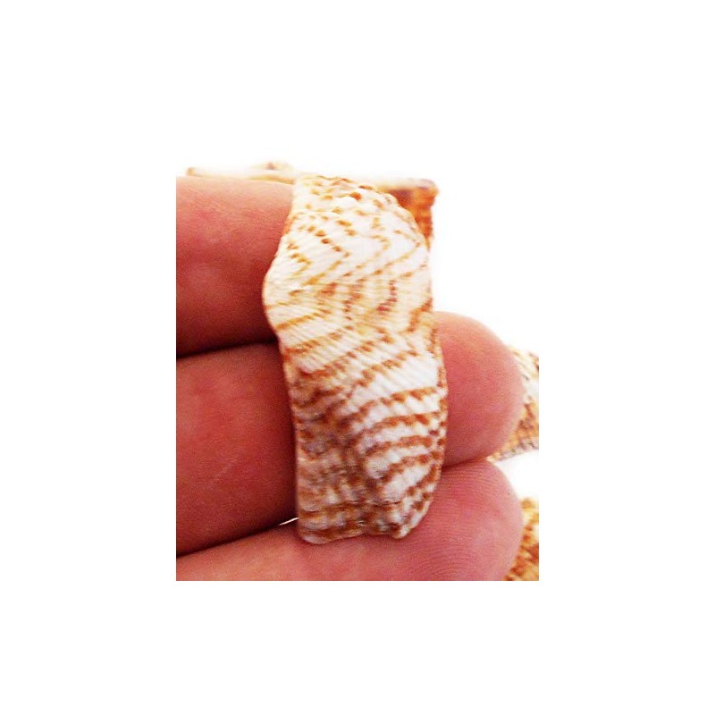 25 Turkey Wing Shells 1.5-2.5" Beach Arts & Crafts Coastal