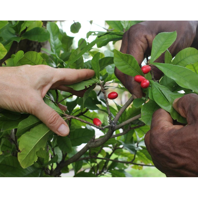 Miracle Fruit Oil Repair & Restore Conditioner 10.1 oz /