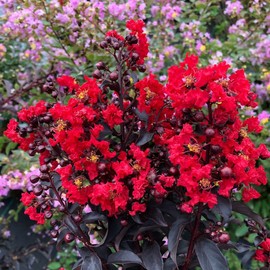 Pixies Gardens Center Stage Red Crape Myrtle Tree 2 Gallon
