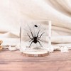 Taxidermy Spiders, 3pcs Real Insect Spider Specimens in Resin for