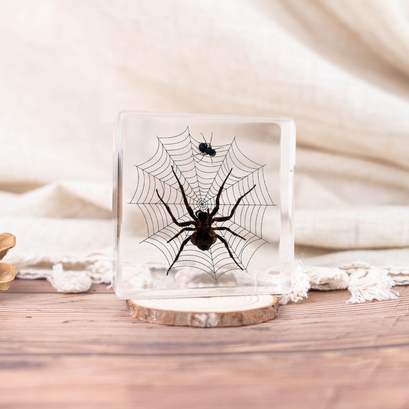 Taxidermy Spiders, 3pcs Real Insect Spider Specimens in Resin for