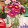 1000+ Pyrethrum Tanacetum coccineum - Flower Garden Seeds - Perennial