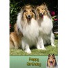 Rough Collie Birthday Card
