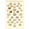 Songbird Egg Chart by Wild Apple Portfolio -
