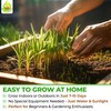 Todd's Seeds Wheatgrass Seeds; Hard Red Winter Wheat, Non-GMO, Chemical