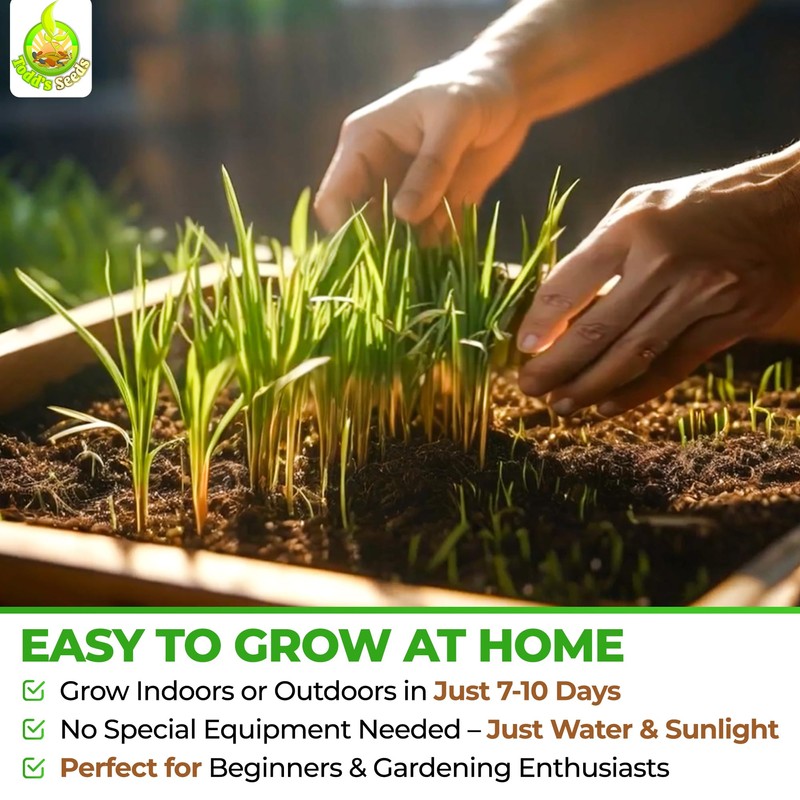 Todd's Seeds Wheatgrass Seeds; Hard Red Winter Wheat, Non-GMO, Chemical