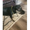 Gold Choker Collar For Large Dogs Metal Slip Dog Chain