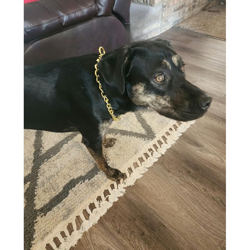 Gold Choker Collar For Large Dogs Metal Slip Dog Chain