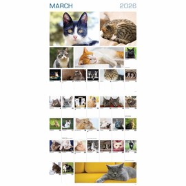 Carousel Worldwide, Cats 365 Days 2026 Square Wall Calendar