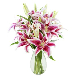 KaBloom Flowers - Bouquet of Pink Pop Stargazers 8 Stargazer Lilies and Greens with Vase - Gift for Birthday, Sympathy, Anniversary, Get Well, Thank You, Valentine, Mother’s Day Fresh Flowers