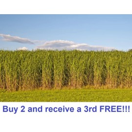 Link 7500 + SWITCHGRASS Seeds Native Tall Grass Prairie Ornamental Perennial