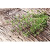 Health Embassy Thyme Herb | Thymus Serpyllum L | Herbal