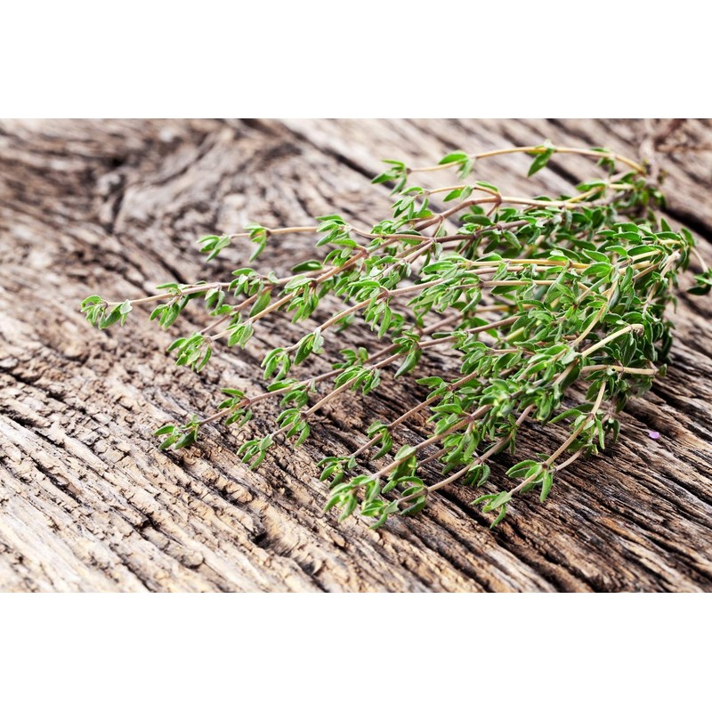 Health Embassy Thyme Herb | Thymus Serpyllum L | Herbal