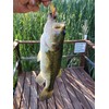 Goture Soft Plastic Lures Artificial Bait Luminous Shrimp Fishing Lure