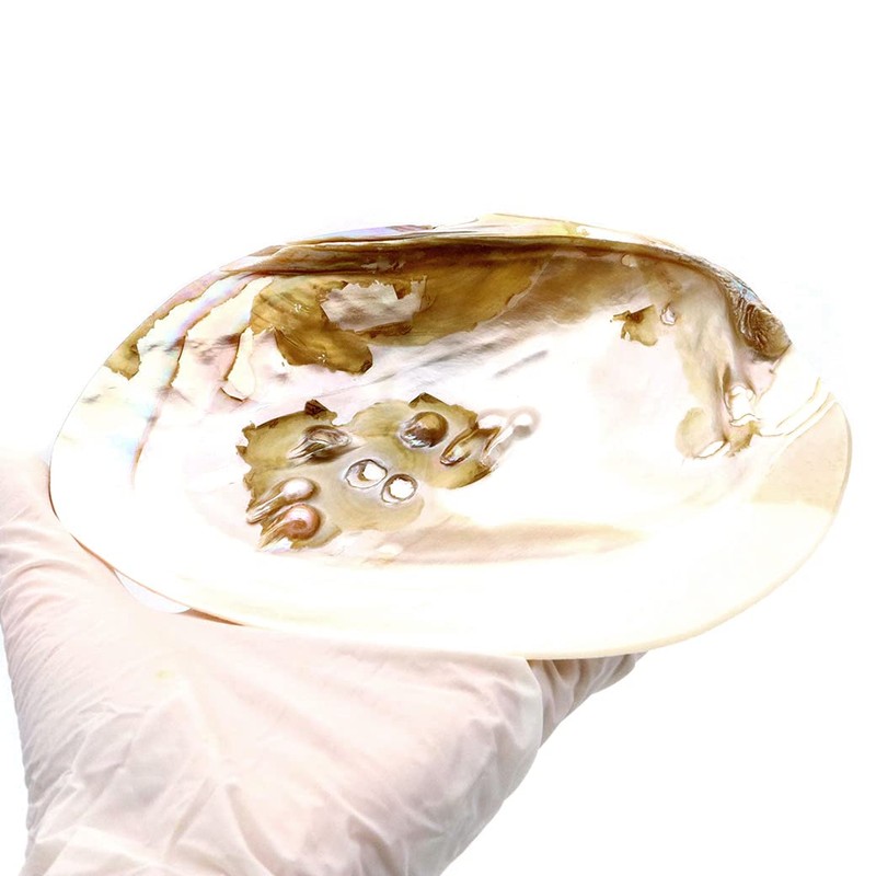 Pearl Shell Purifying Dish, Sold as 1 Pan, Trinket Box,