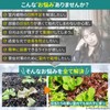 BSG Sangyo Plant Growing Light, LED (Japanese Brand) 100W Equivalent,