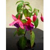 Mixed Fuchsia Flower Seeds Perennial Home Bonsai 100 Pcs Seeds