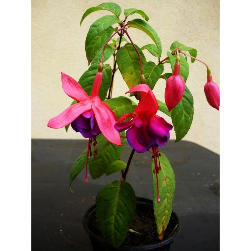 Mixed Fuchsia Flower Seeds Perennial Home Bonsai 100 Pcs Seeds