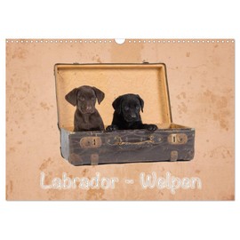 Labrador - Welpen (Wandkalender 2026 DIN A3 quer), CALVENDO Monatskalender: Wandkalender Labrador - Welpen (CALVENDO Tiere)