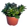 Jade Plant - Crassula - Easy to Grow - Hard