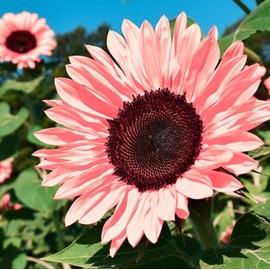 CHUXAY GARDEN Bright Pink Sunflower Seed 50 Seeds Rare Color Helianthus Annuus Great Ornamental Features Eye-catching Decoration
