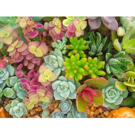 200+ Mixture Succulent Plants Seeds Bonsai Pot Flower for Home Garden