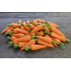 AIICraft 20 Vegetable Fresh Loose Carrot Garden Display Minimal Decoration,