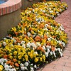 Outsidepride 100 Seeds Viola Pansy Panola Citrus Mix Flower Seeds