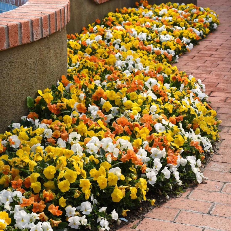 Outsidepride 100 Seeds Viola Pansy Panola Citrus Mix Flower Seeds