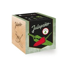 Chili Plant 'Jalapeño' in Wooden Cube - Chili Selection