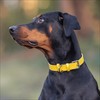 Baker and Bray Luxury Eco Friendly Genuine Leather Designer Dog
