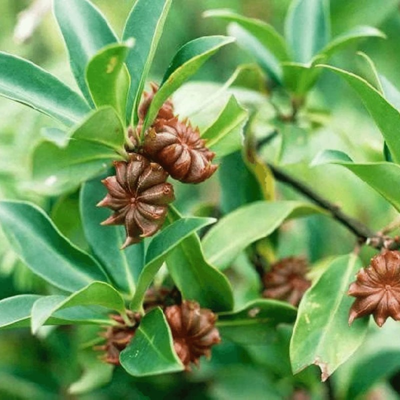Star Anise Seeds or Star Anise Pods (Anis Estrella) (2